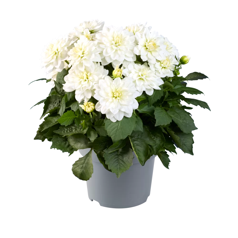 Dahlia coccinea MidiMax White