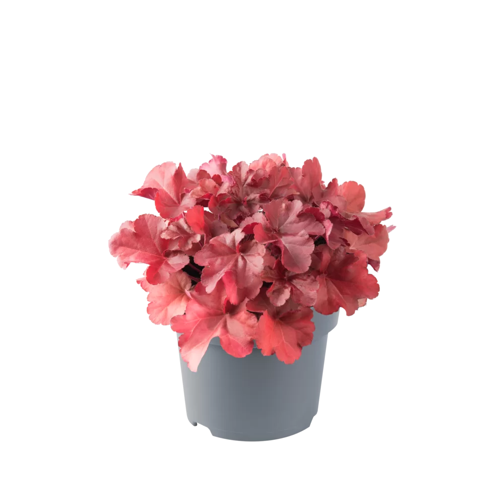 Heuchera villosa Everglow Red Flame