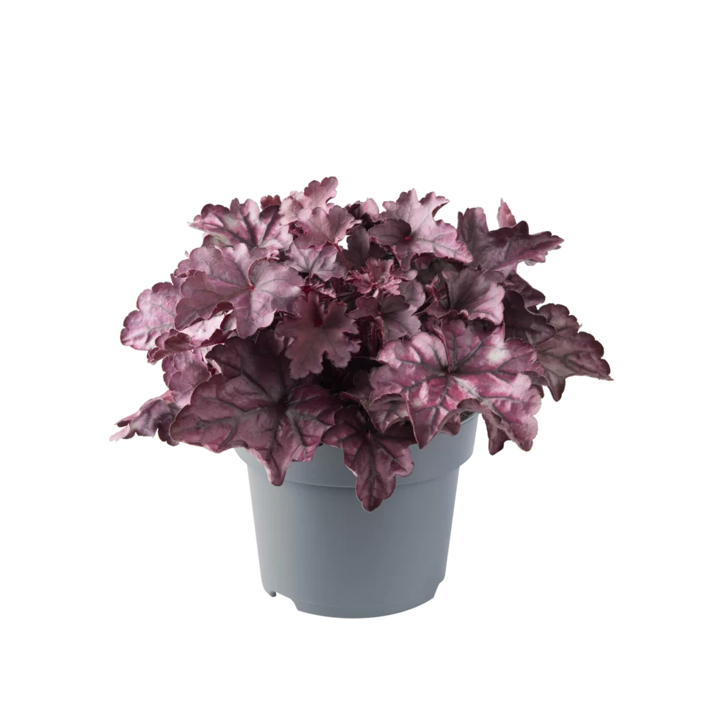 Heuchera villosa Everglow Rose Sunset
