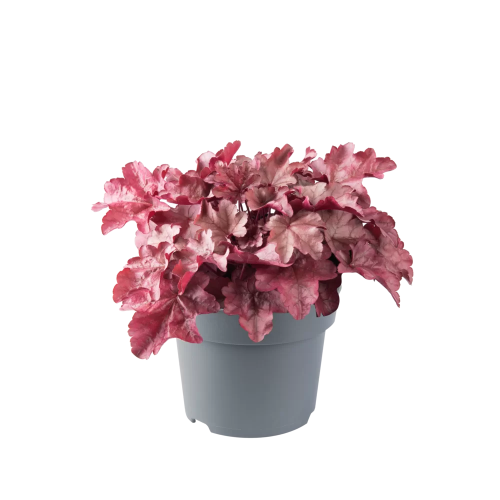 Heuchera villosa Everglow Rose Sunset