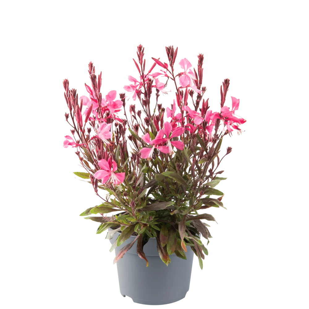 Gaura lindheimeri Gaudi® Compact Rose