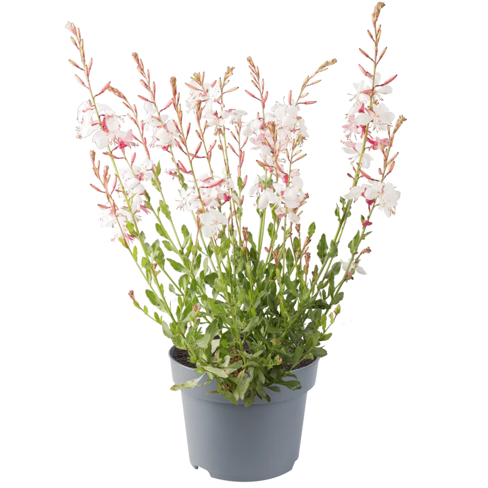 Gaura lindheimeri Gaudi® Compact White Impr.