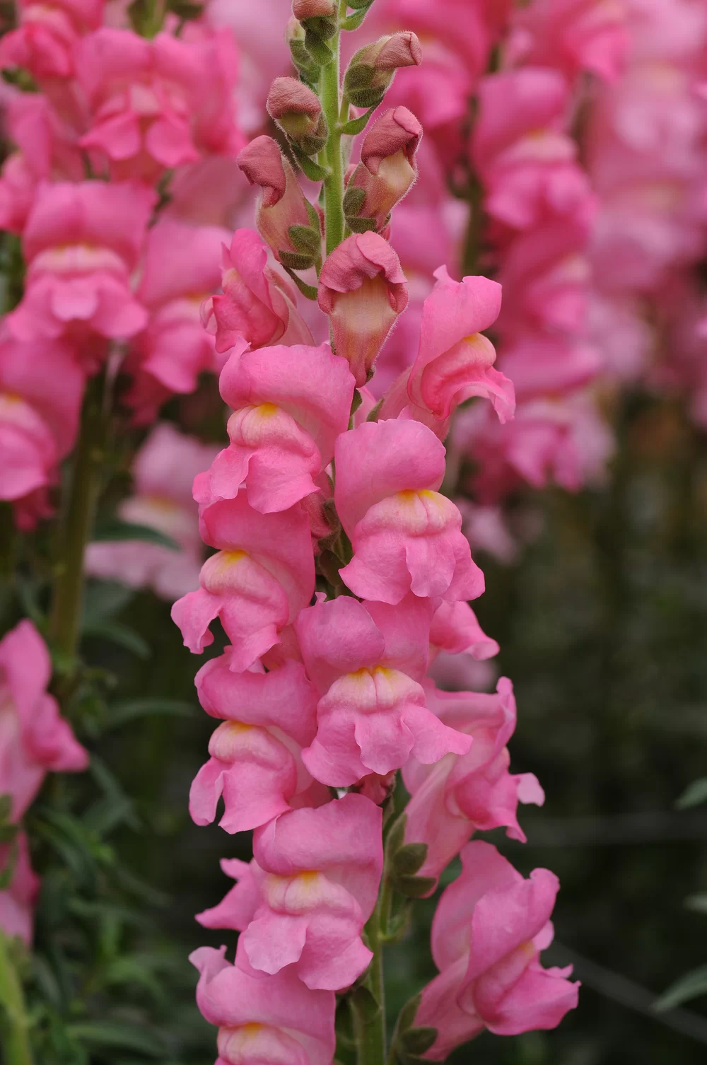 Antirrhinum majus Potomac 3-4 Early Rose Impr. SN4316