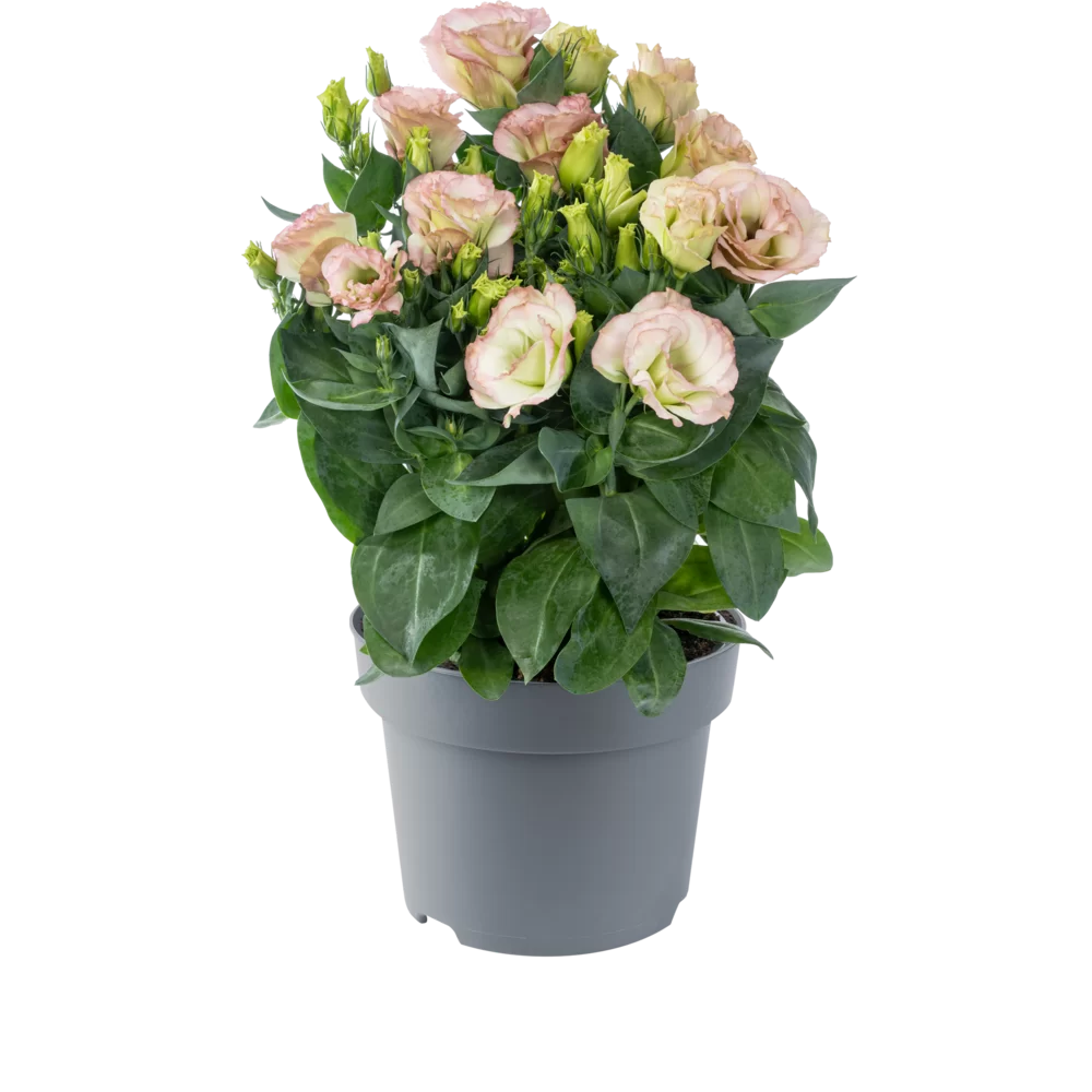 Lisianthus grandiflorum Rosa Double Vintage Rose Picotee - pot