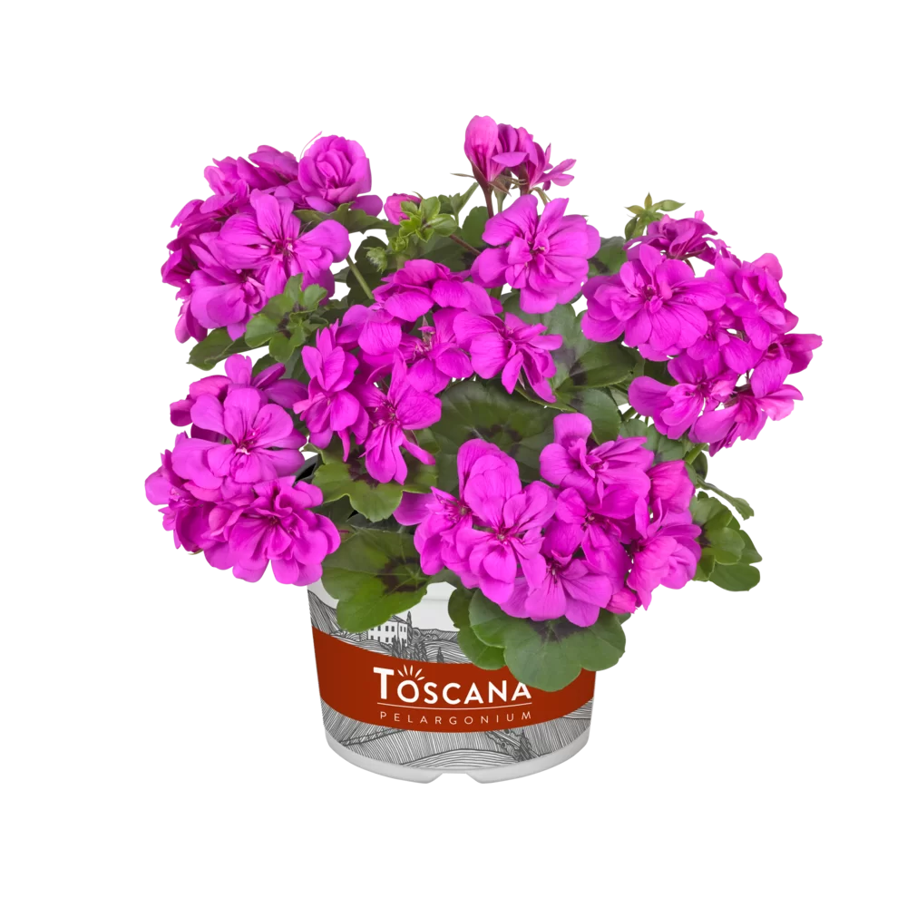 Pelargonium peltatum Big Five® Amethyst
