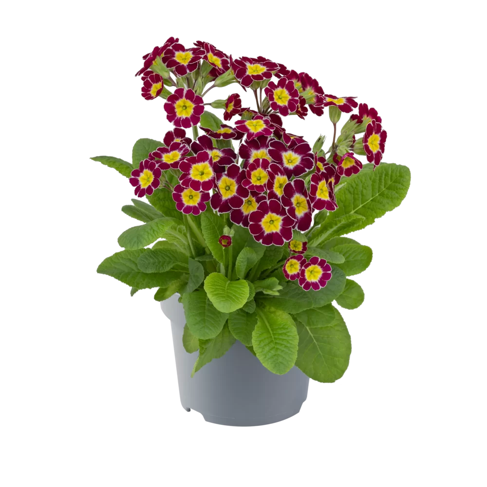Primula veris Little Queen Victoriana Lilac