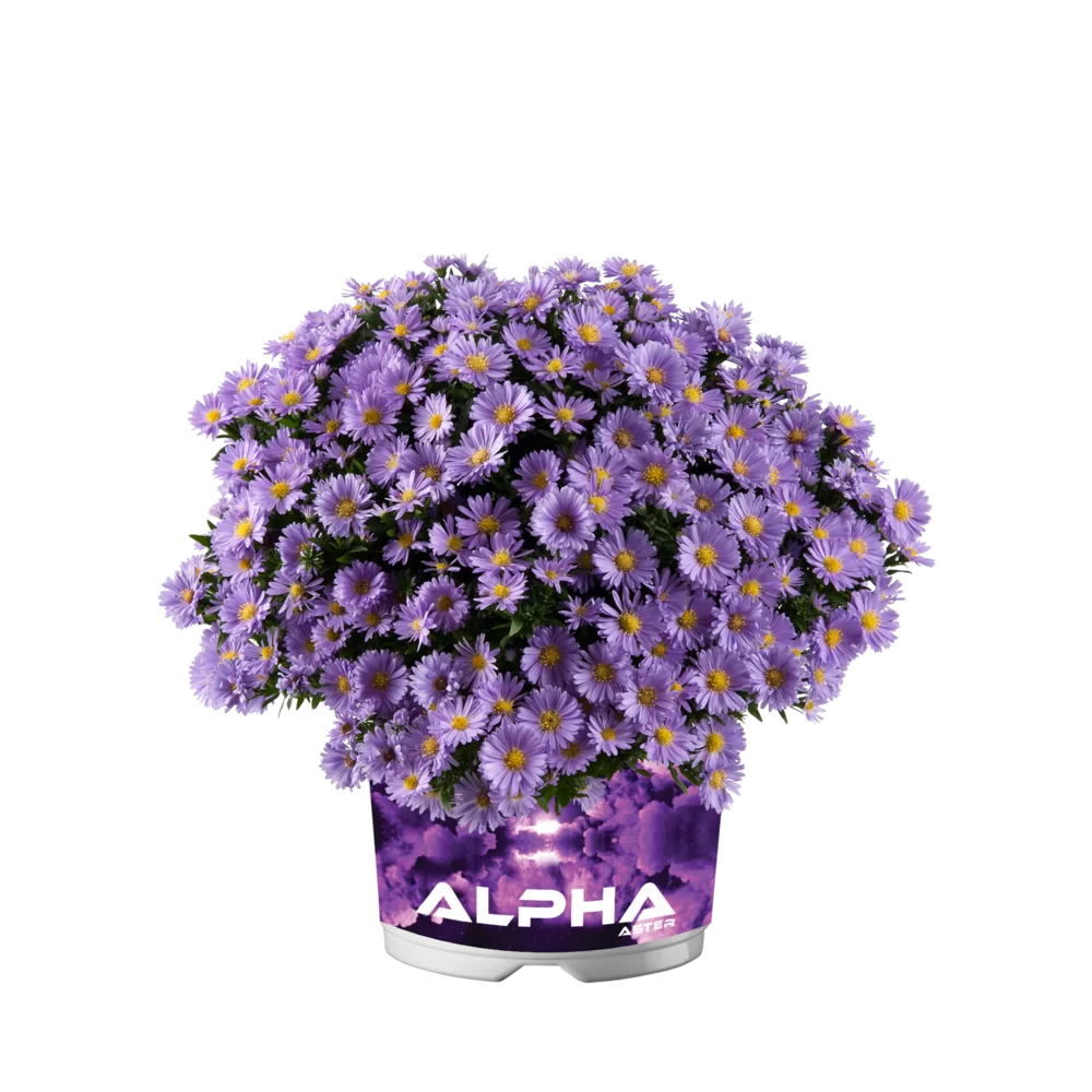 Aster dumosus - Alpha® - Light Purple