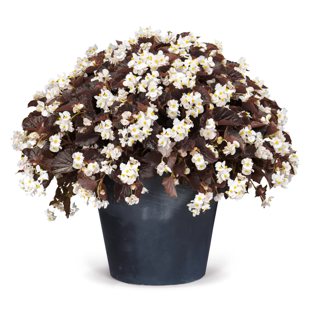Begonia x hybrida BIG™ | Florensis