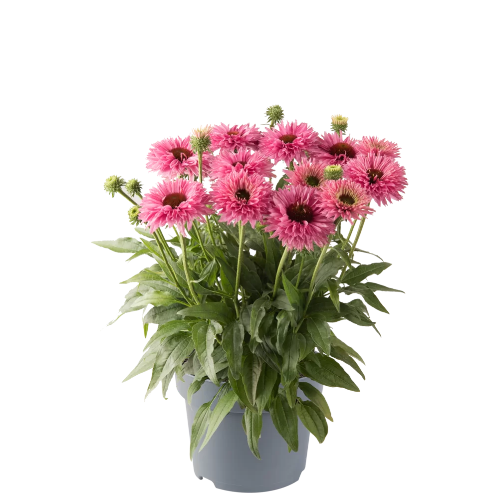 Echinacea purpurea Bolero Pink