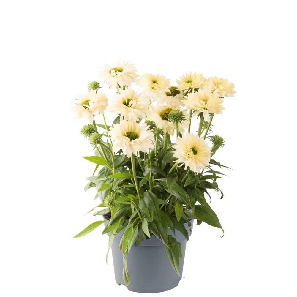 Echinacea purpurea Bolero Yellow