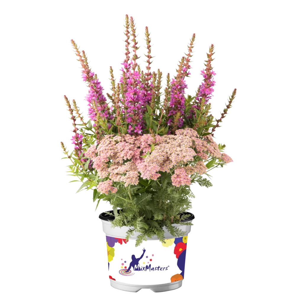 Multi specie MixMasters® Robin Rocks