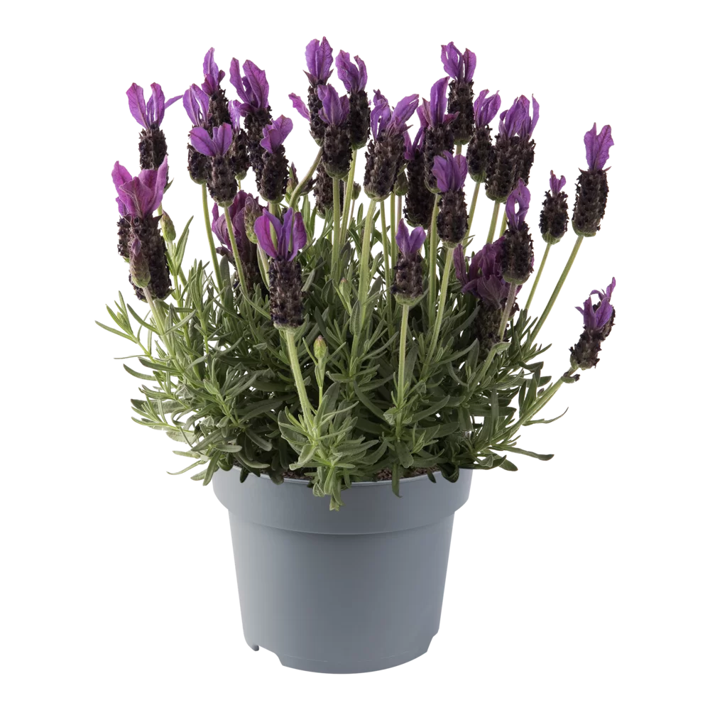 Lavandula stoechas Butterfly Garden® Intense Purple