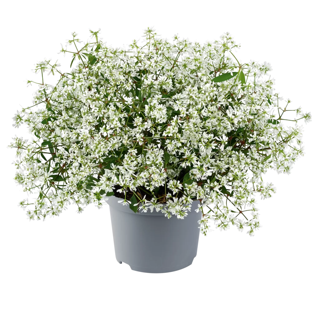 Euphorbia hypericifolia Euphoria | Florensis