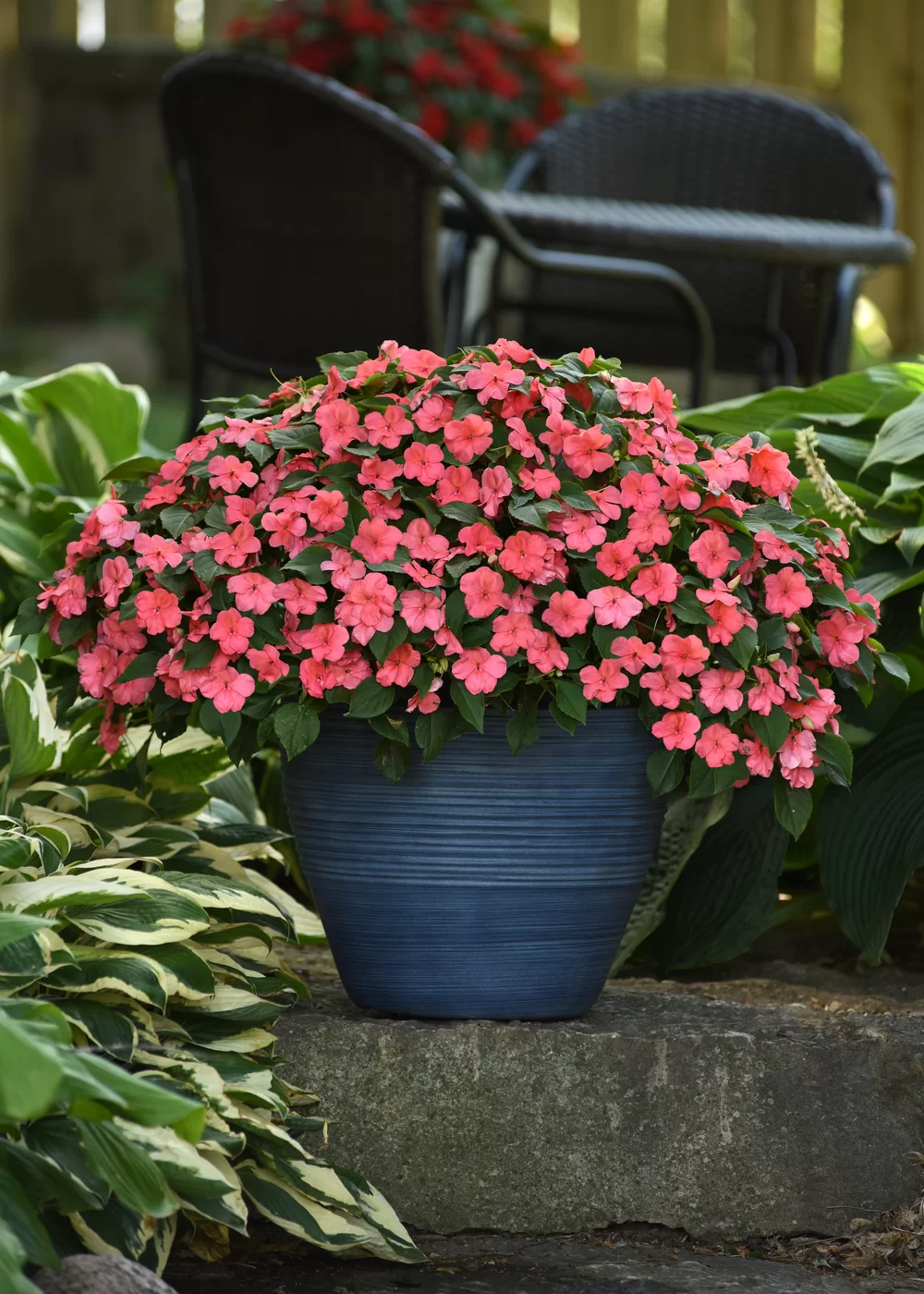 Impatiens walleriana Beacon® Coral