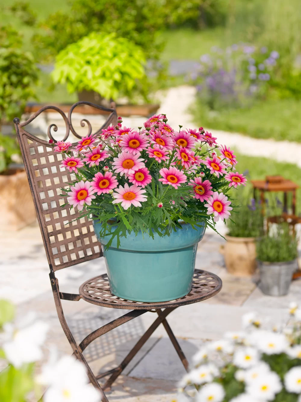 Argyranthemum frutescens Santorini Pink Halo
