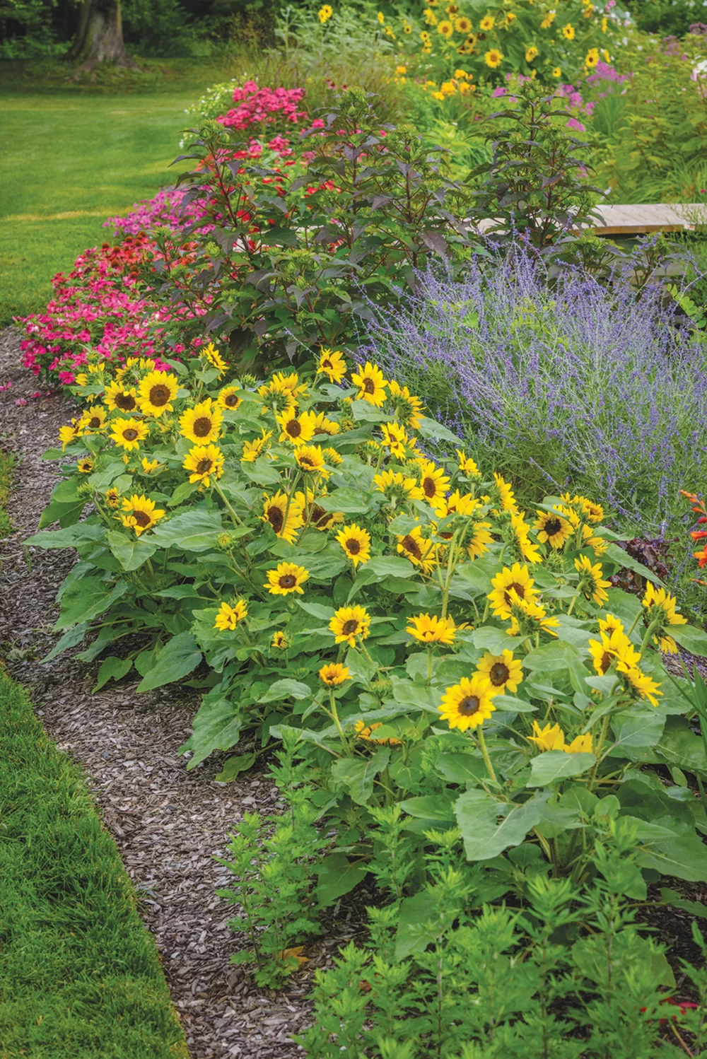 Helianthus annuus Sunray Yellow