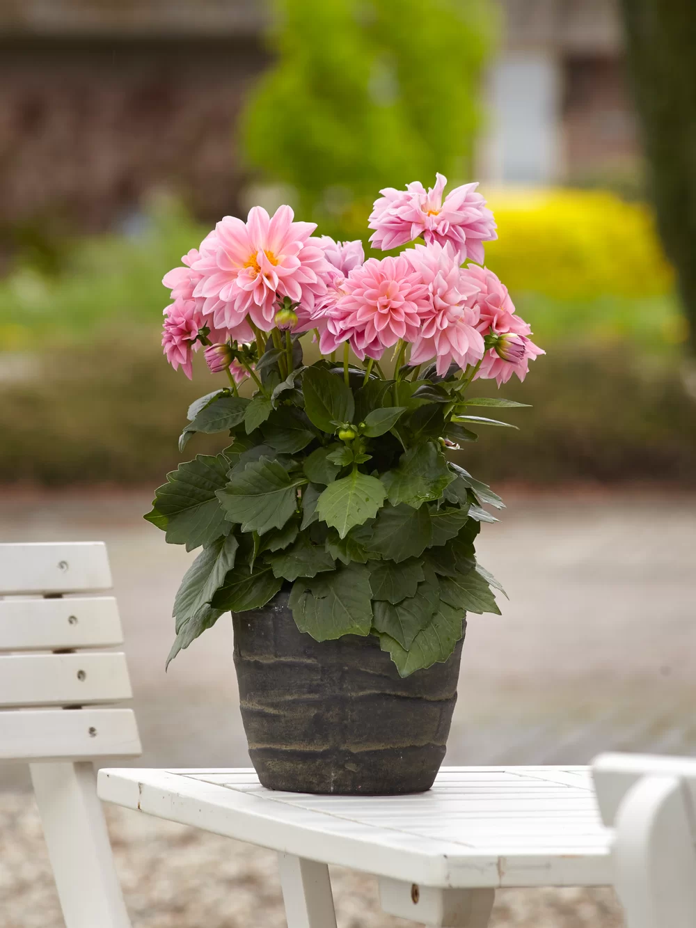 Dahlia coccinea Dahlietta® Emily
