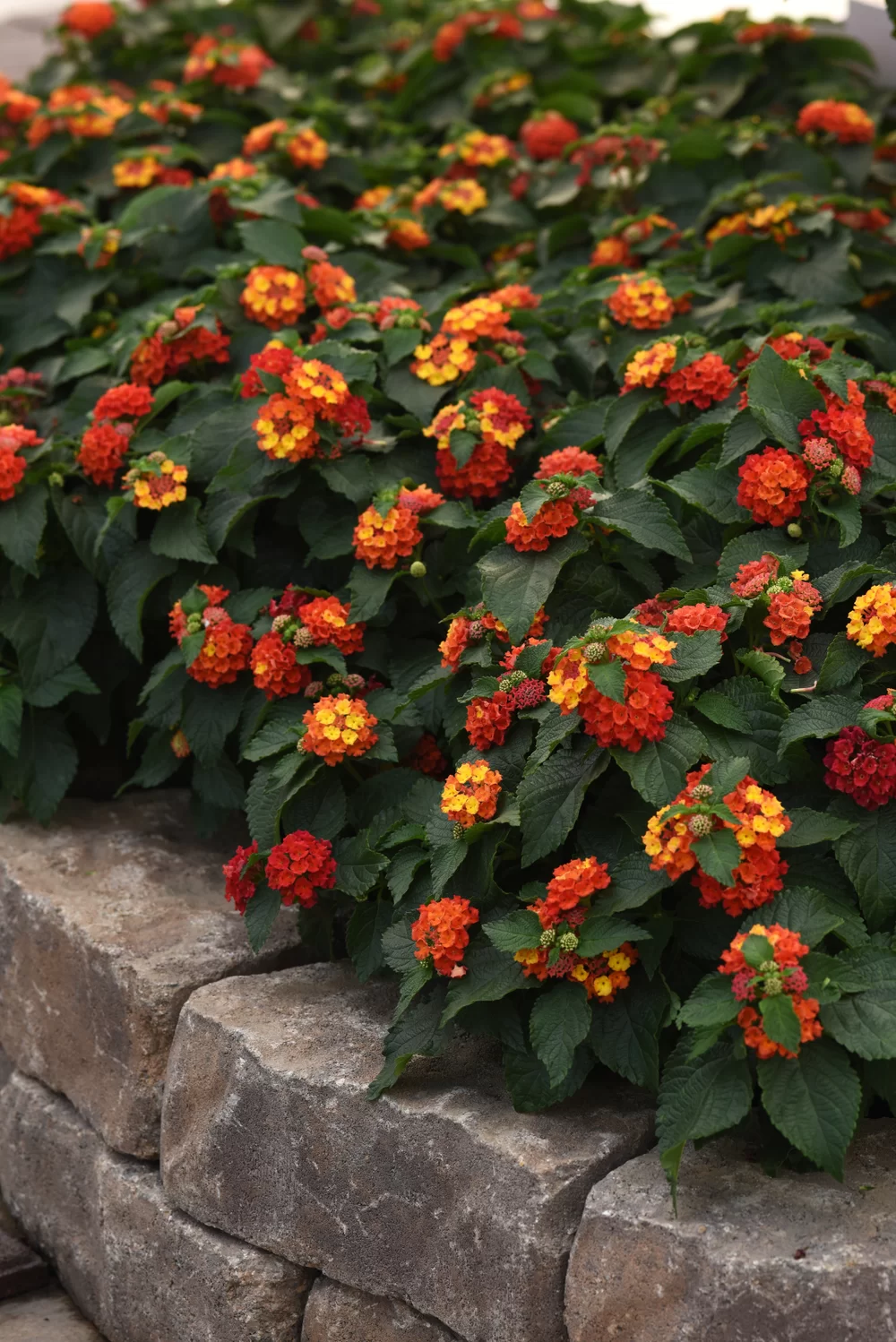 Lantana camara Bloomify™ Red