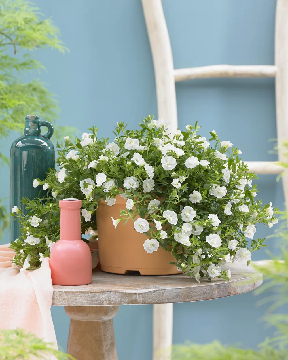 Calibrachoa parviflora Cabaret® Double White