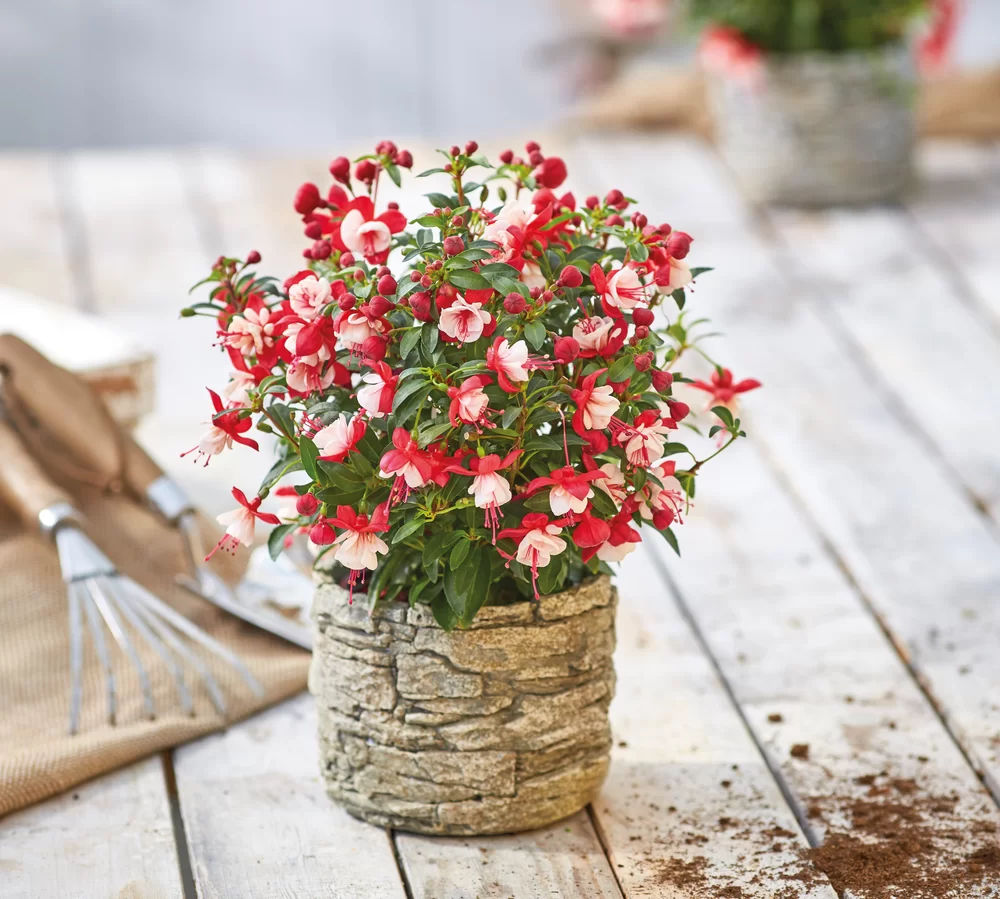 Fuchsia magellanica Diva® Early Red White
