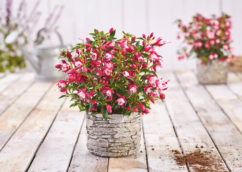 Fuchsia magellanica Diva® Early Carmine White