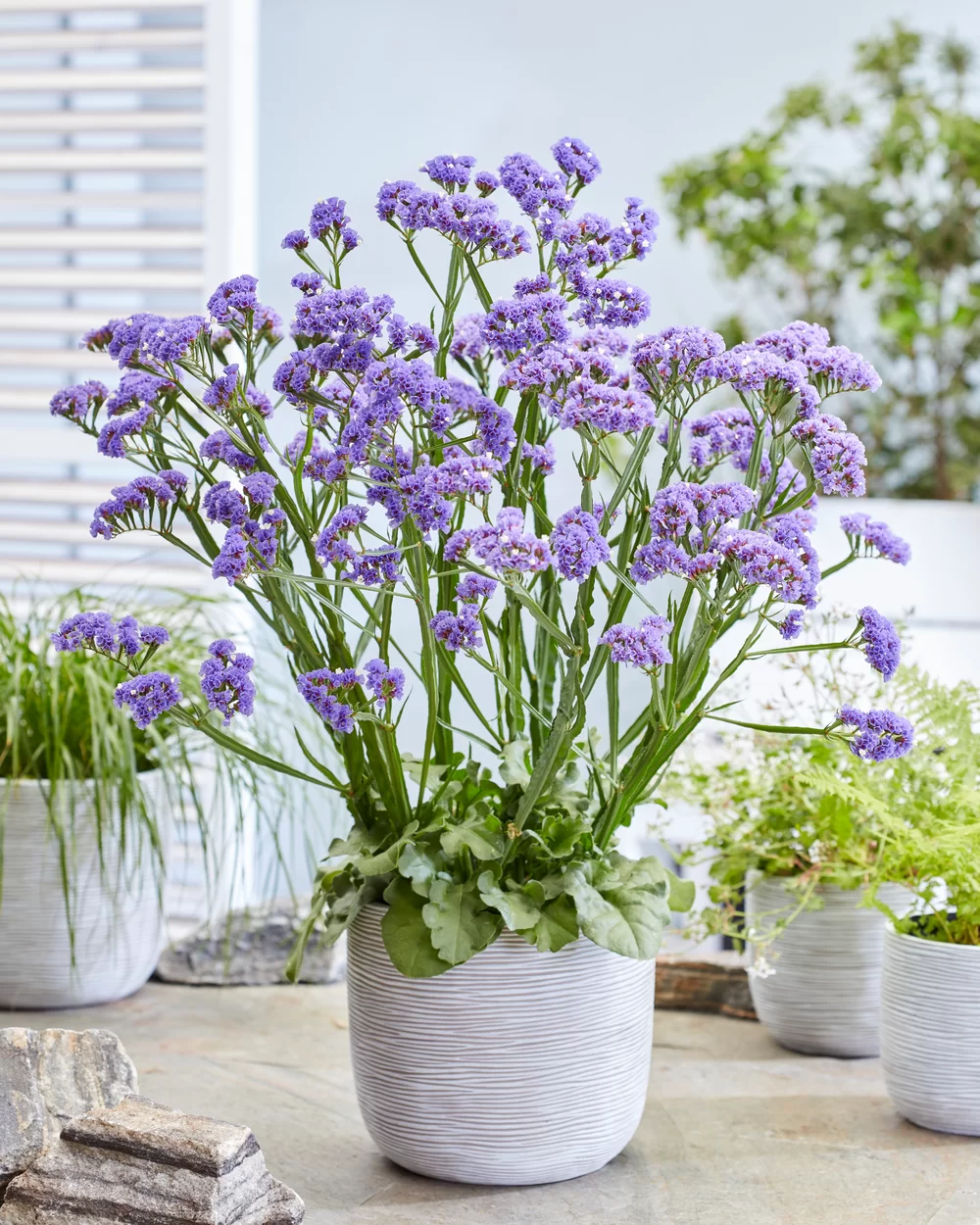 Limonium spectabilis Sinzii Blue