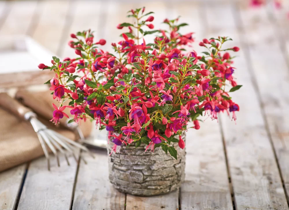 Fuchsia magellanica Diva® Early Rose Blue