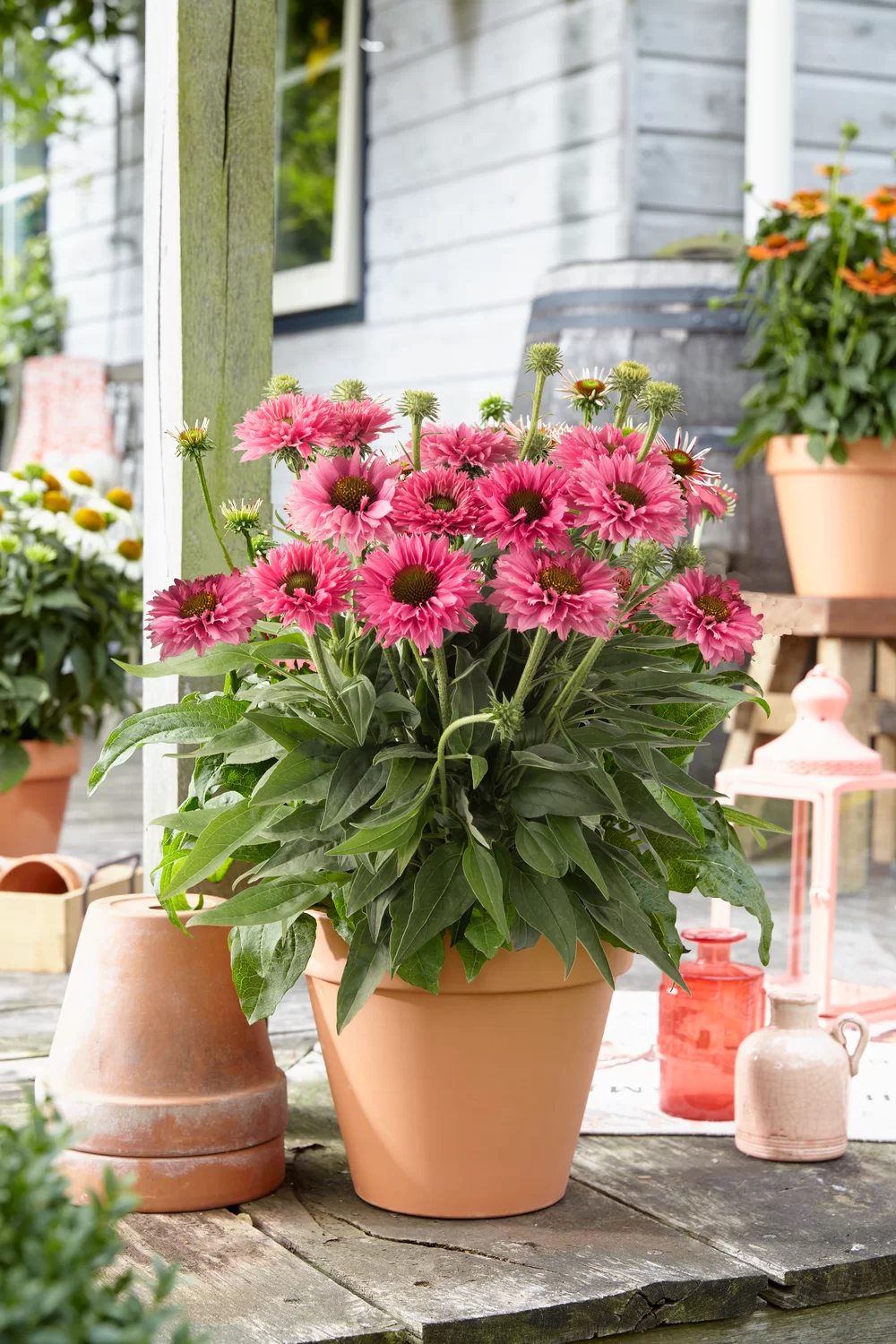 Echinacea purpurea Bolero Rose