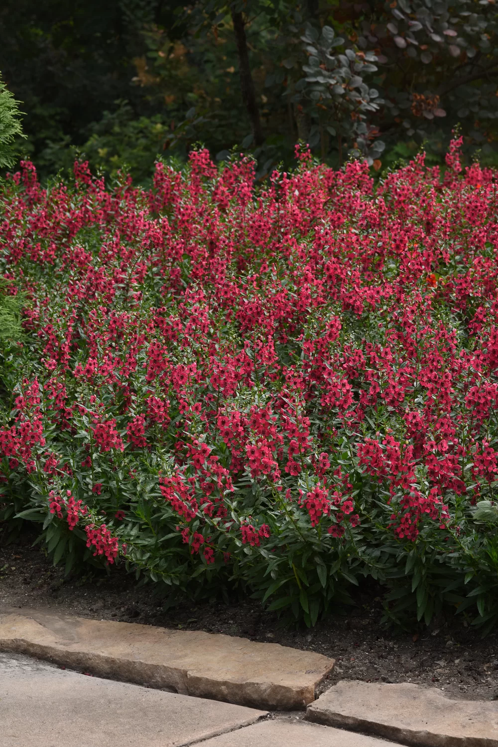 Angelonia angustifolia Archangel™ Cherry Red Impr.