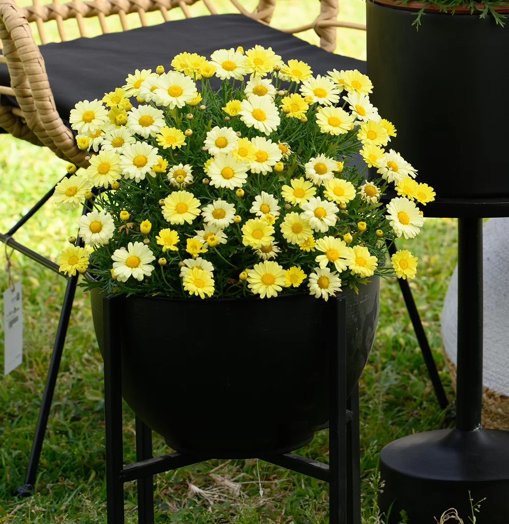 Argyranthemum frutescens Santorini Yellow