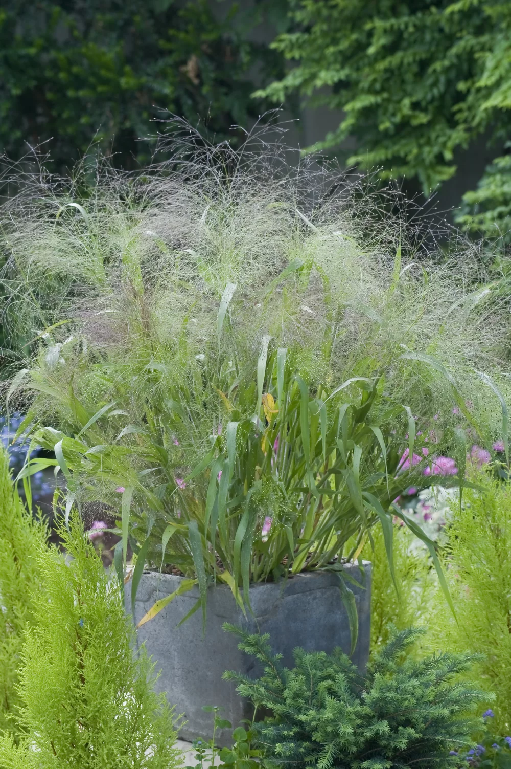 Panicum virgatum Fontaine