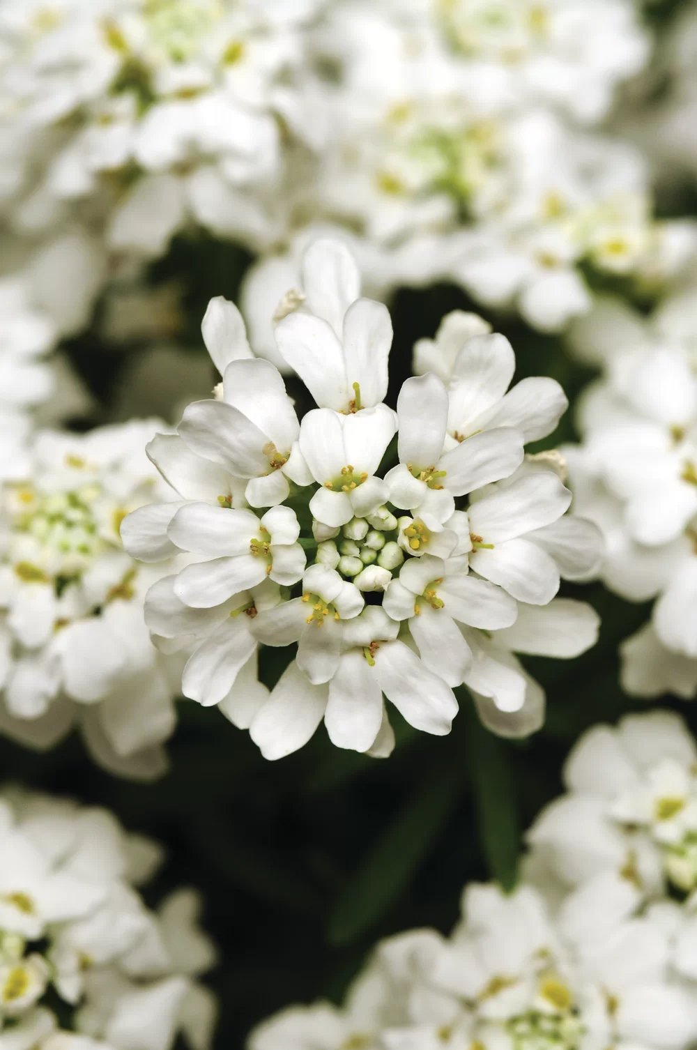Iberis sempervirens Whiteout