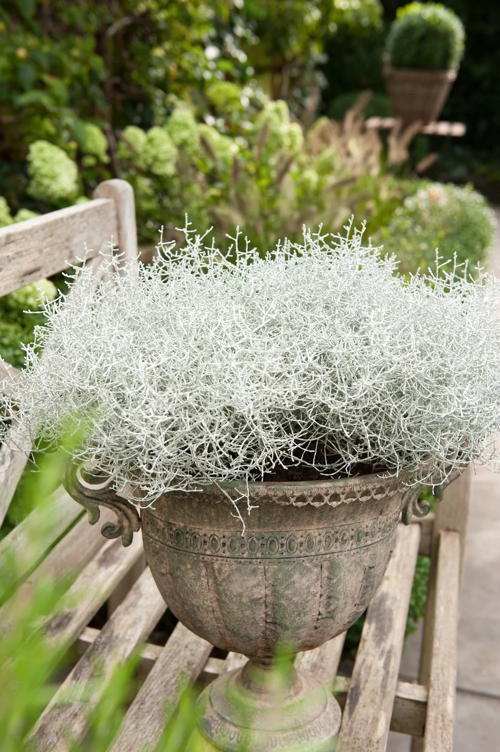 Calocephalus brownii Challenge Silver