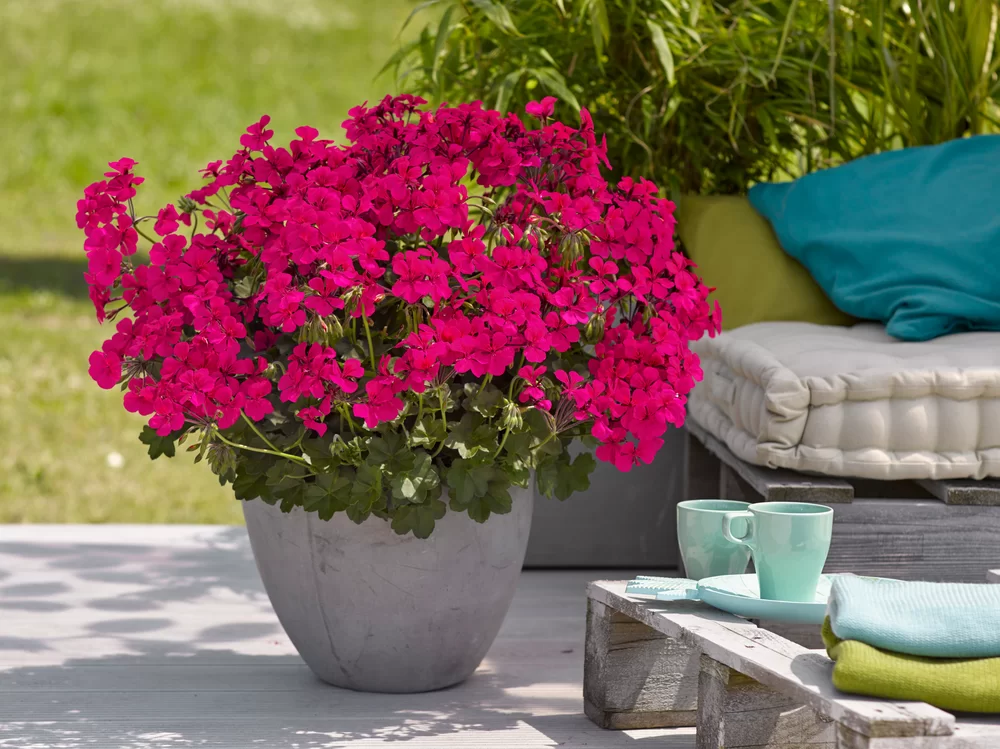 Pelargonium peltatum Villetta Neon Rose