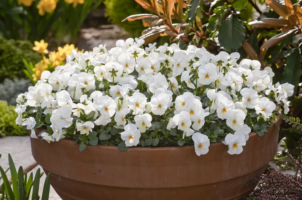 Viola cornuta EVO® Mini Beacon Yellow
