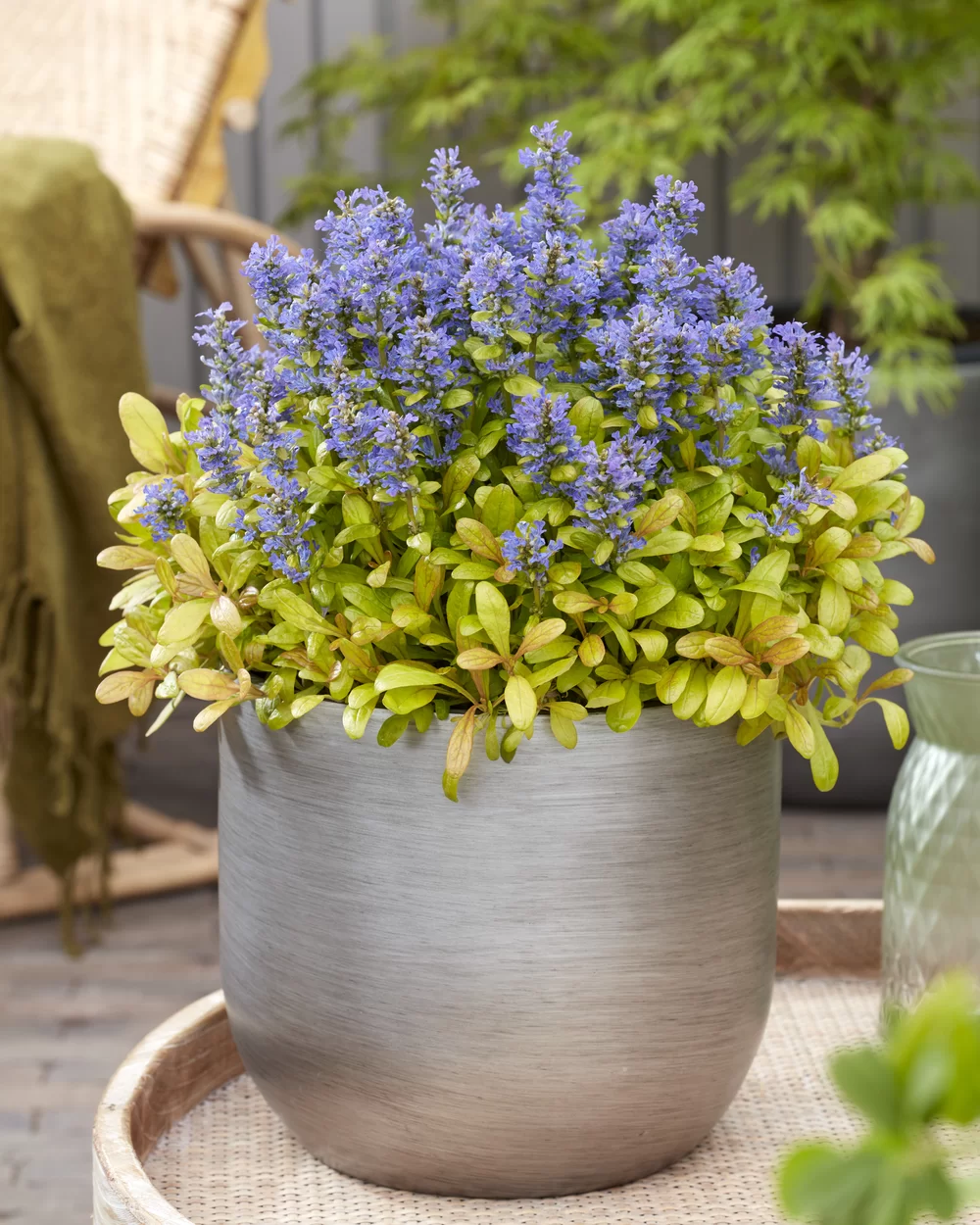 Ajuga reptans Feathered Friends® Petite Parakeet