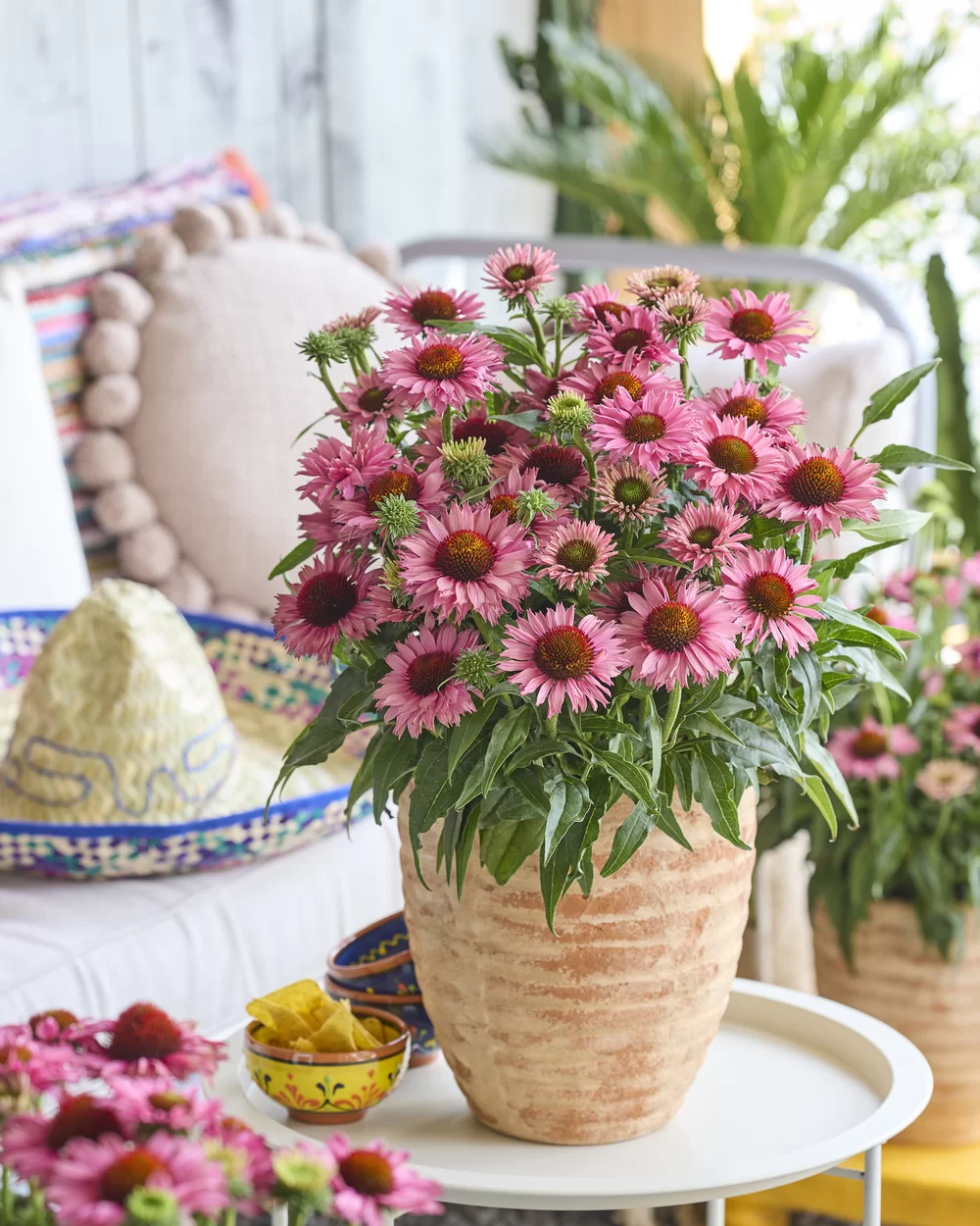 Echinacea purpurea Bandolero Rose