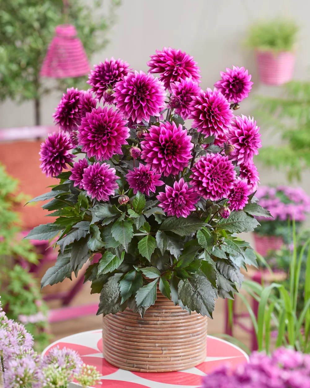 Dahlia coccinea Maxi Noir Velvet Crush