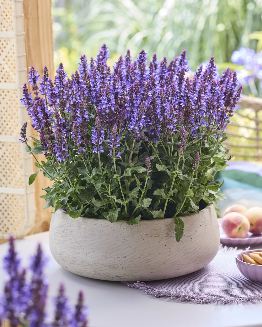Salvia nemorosa Sensation® Special Blue Bicolour