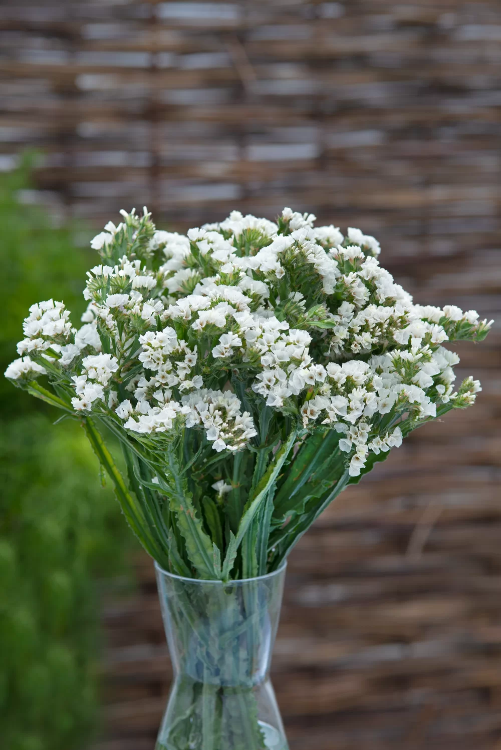 Limonium sinuatum Everlast White
