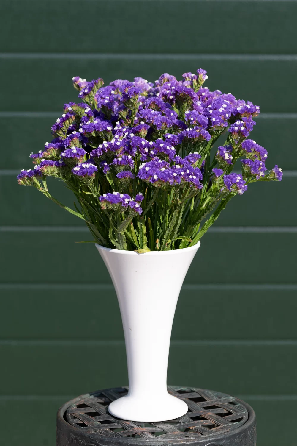 Limonium sinuatum Everlast Deep Blue