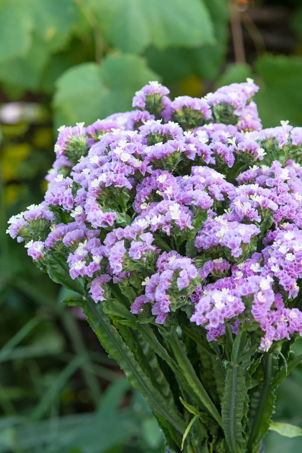 Limonium sinuatum Everlast Rose Yellow