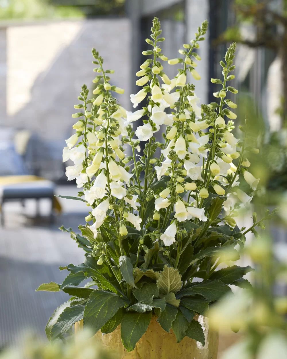 Digitalis purpurea Hanabee White