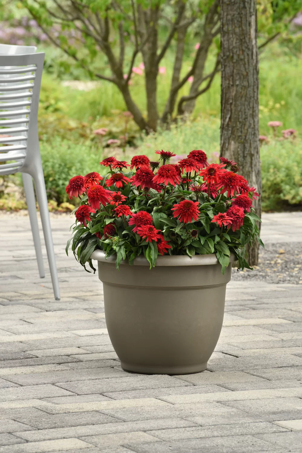 Echinacea purpurea Sombrero® Double Red