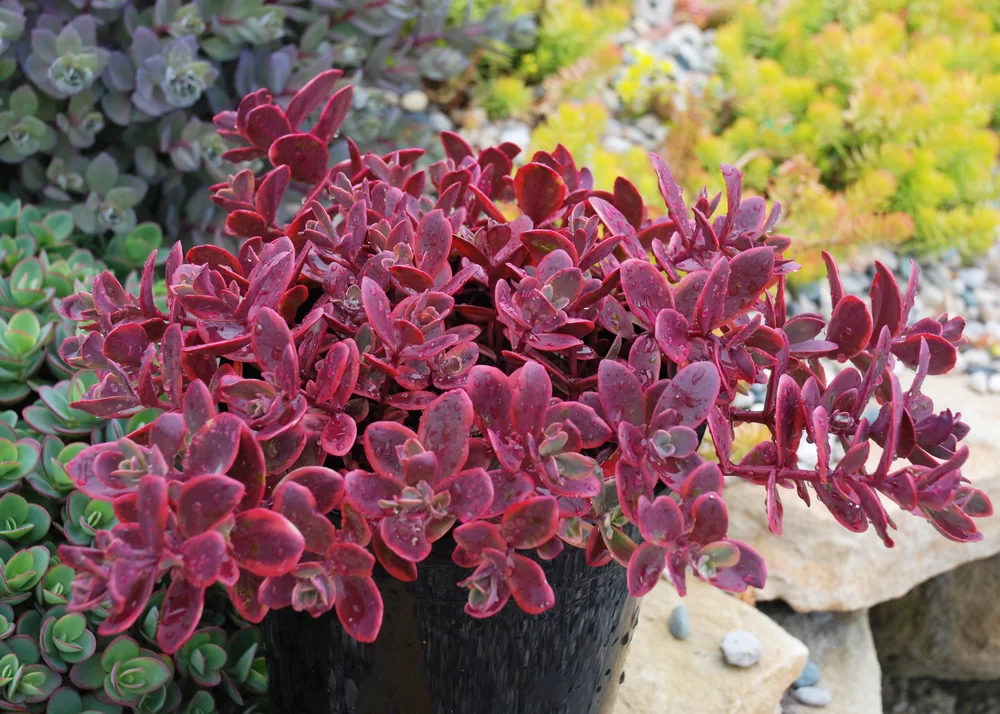 Sedum cauticola Sunsparkler® Wildfire