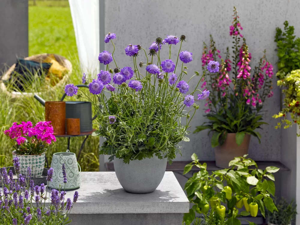 Scabiosa columbaria Atalanta® Blue