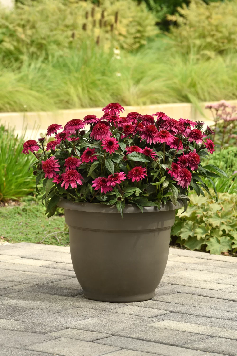 Echinacea purpurea Sombrero® Double Rose