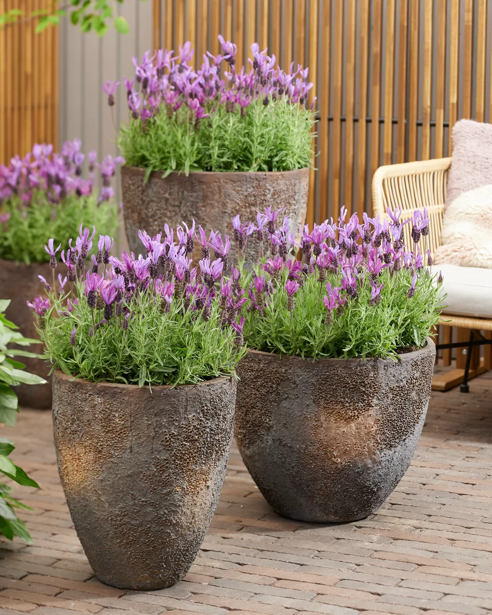 Lavandula stoechas Bella Toscane 