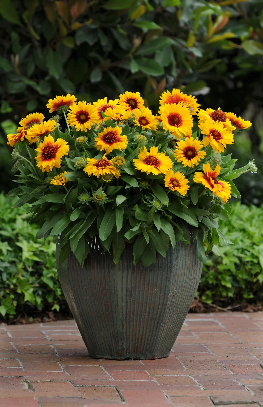 Gaillardia aristata Mesa™ Bright Bicolour