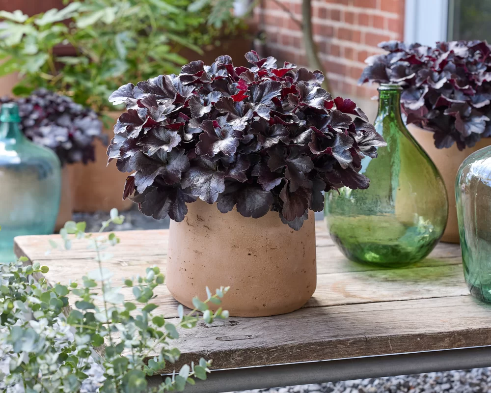 Heuchera villosa Everglow Black Midnight